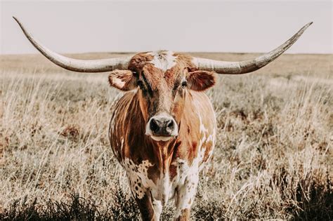 Longhorn cow print or canvas print. Western home decor cow wall art in ...