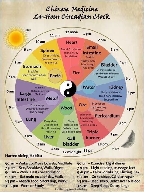 TCM Circadian Clock | Chinese body clock, Body clock, Chinese medicine