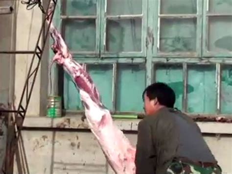 Animals skinned alive for Fur Trade - Run The Gauntlet