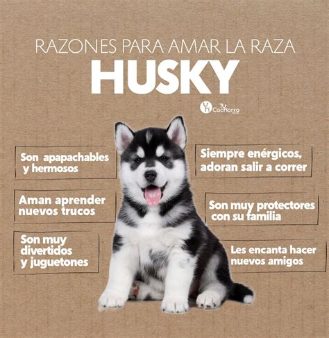 venta cachorros Husky Siberiano - Venta de perros, Venta de cachorros en medellin