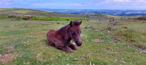 Dartmoor Pony Foal - Free photo on Pixabay