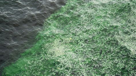 Lake Okeechobee blue-green algae bloom at Port Mayaca gone, SFWMD says