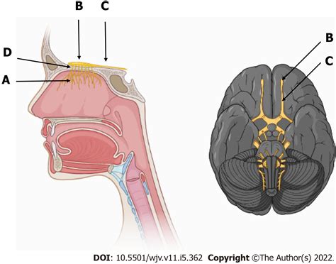 Location Of Olfactory Cranial Nerve