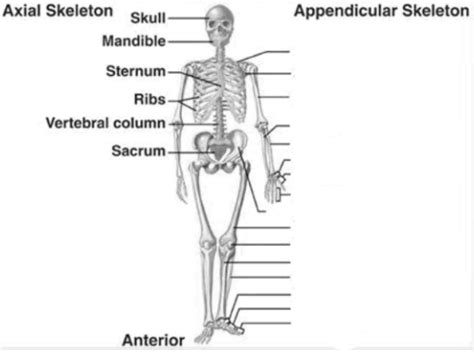 Appendicular Skeleton labeling Diagram | Quizlet