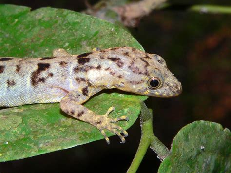 The Rainforest: Reptiles In The Rainforest