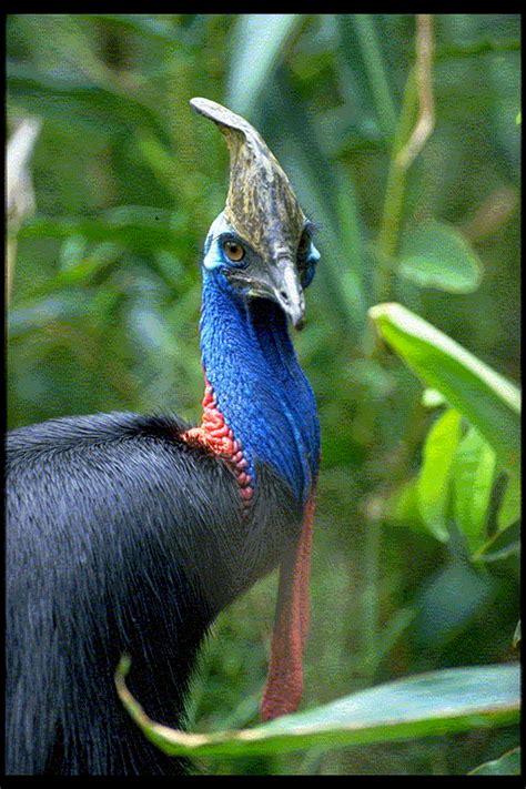 Go Cassowary spotting... | Rainforest animals, Daintree rainforest ...