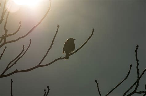 Redwing Bird On Migration Stock Photo - Download Image Now - Animal ...