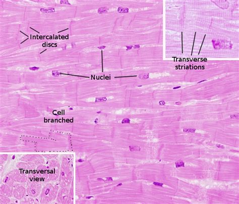 Cell Junction, Tight Junction, Cardiac Muscle Cell, Muscular System, Striated, Heart Wall ...