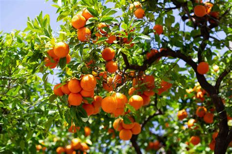 How To Grow An Orange Tree From Seed | Storables