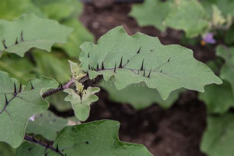 Close Up of Spiked Aubergine Leaves Stock Photo - Image of gardening ...