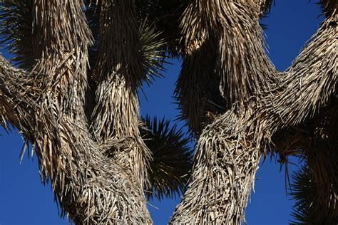 Joshua Tree Bark Closeup Free Stock Photo - Public Domain Pictures