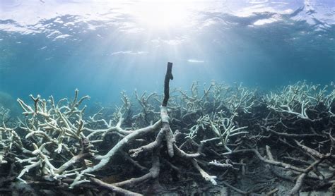 Great Barrier Reef bleaching almost impossible without climate change - Australian Geographic