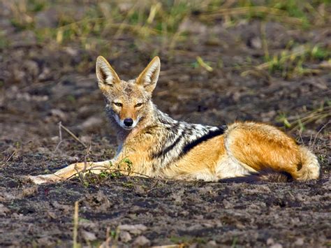 Jackal Animals | Amazing Facts & Latest Pictures | The Wildlife