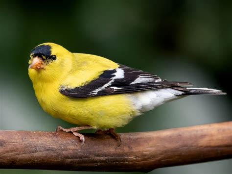 What does an American goldfinch eat? Where do they live?