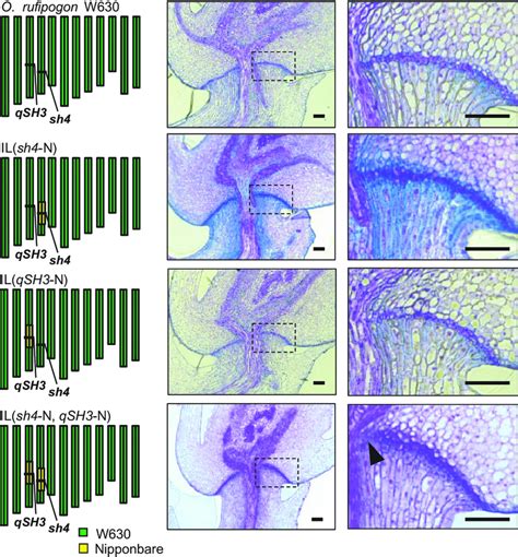 Abscission layer formation partially inhibited by sh4 and qSH3 in wild... | Download Scientific ...