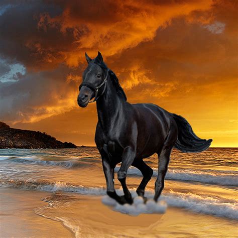 Black Beauty Stallion, Horse image - Free stock photo - Public Domain ...