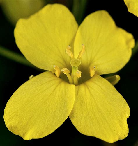 Brassica oleracea (cabbage): Go Botany