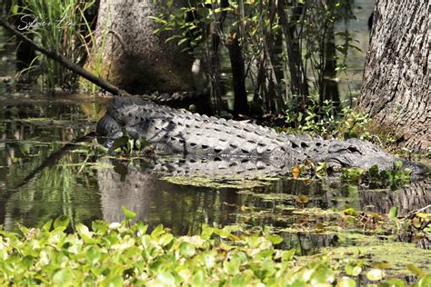 Santee National Wildlife Refuge II, SC – Sylvie's Adventures