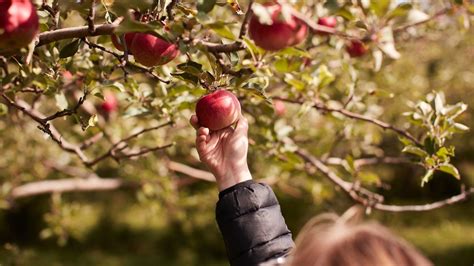 These Are Our Top Tips for Apple Picking