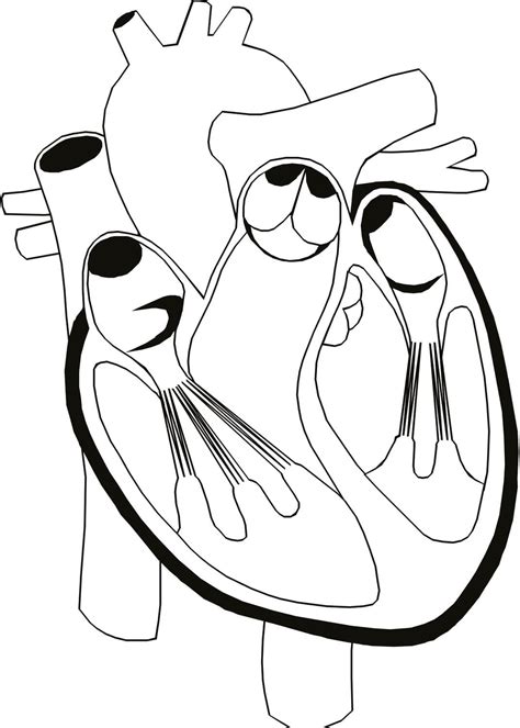 Anatomy Human Heart coloring page - Download, Print or Color Online for Free