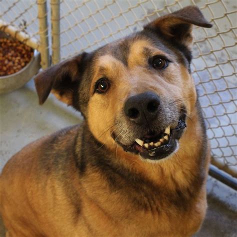 Dog Adopted After 2,381 Days In Ohio Animal Shelter - The Dodo