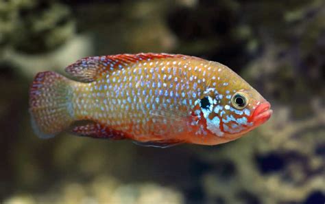 Jewel Cichlid (Hemichromis Bimaculatus): Ultimate Care Guide - Fish ...