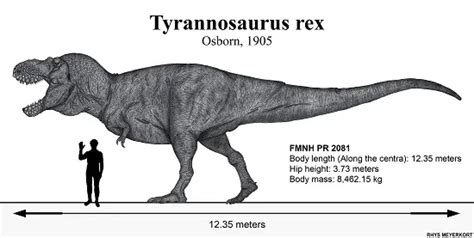 How Tall Was A T Rex? - Dinosaur Facts For Kids