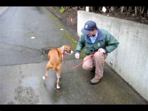 Invisible Fence Training - YouTube