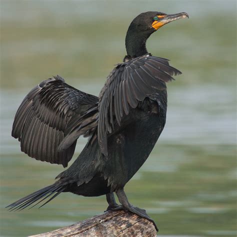 Double-crested cormorant - Wikipedia