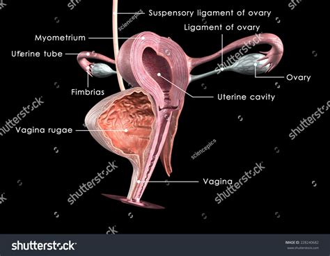 Female Reproductive System Structure