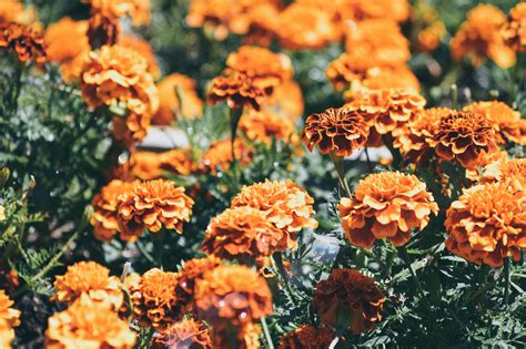 Orange-petaled Flowers · Free Stock Photo