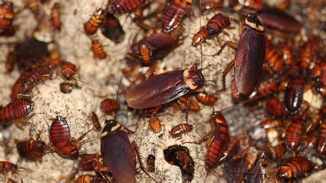 In a Cockroach Genome, ‘Little Mighty’ Secrets - The New York Times