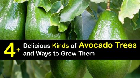 Avocado Tree Varieties - Different Types of Avocado Trees