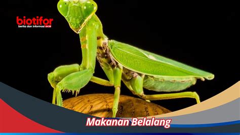 Makanan Belalang: Menjelajahi Keajaiban Kuliner Belalang