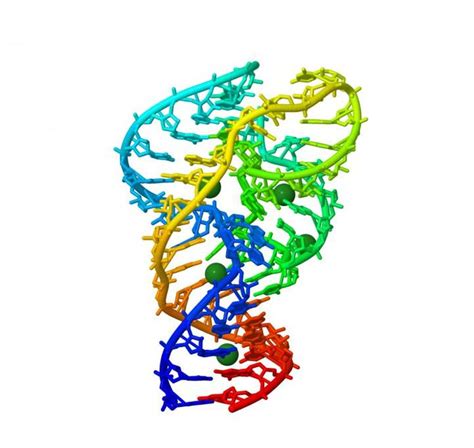 Analysis of the Ribozyme Finds a High Tolerance for Mutation | Cell And ...