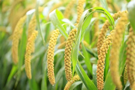 Foxtail millet stock photo. Image of idyllic, foxtail - 174935086