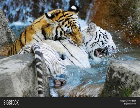 White Tiger Orange Image & Photo (Free Trial) | Bigstock