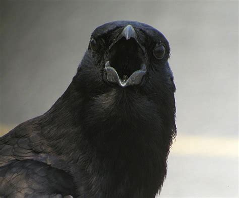 the-o-dot: Cawing Crows At 4am Really Have Important Message To Tell: Scientist