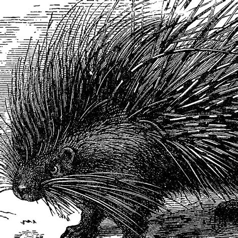 Old Porcupine with Long Quills Engraving! (The Graphics Fairy) | Graphics fairy, Porcupine, Graphic