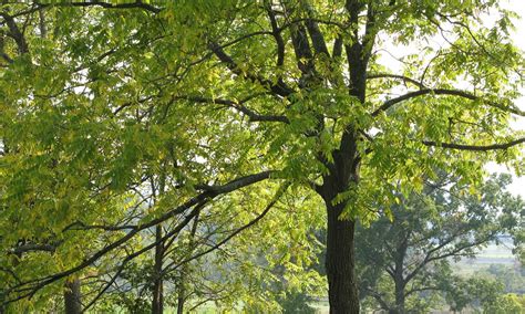 Black Walnut Harvesting » Wilderness Awareness School