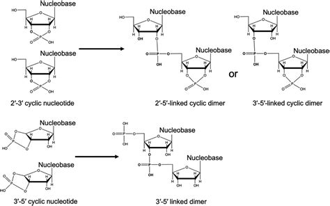 Geochemical influences on nonenzymatic oligomerization of prebiotically ...