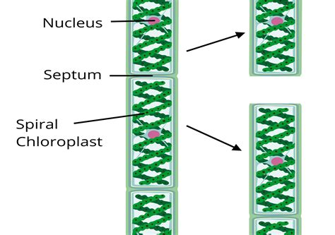 Other types of vegetative reproduction — lesson. Science State Board ...