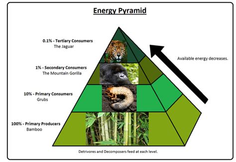 Trophic Levels - Energy Flow