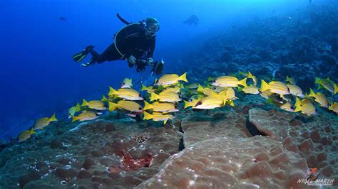 Maldives Scuba Diving Resorts & Liveaboards | Diving Maldives