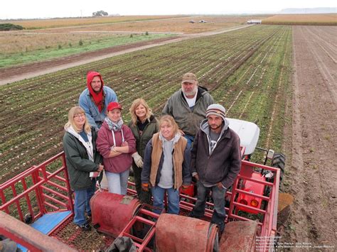 Harvesting Sugar Beet Research Plots in 2015 | CropWatch | University ...