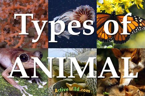 A List Of Different Types Of Animals With Pictures Facts