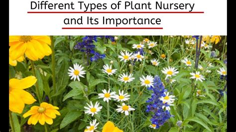 What is a Plant Nursery? Types of Plant Nurseries - Importance of Plant Nursery - YouTube