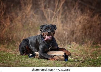 2,738 Rottweiler Training Images, Stock Photos & Vectors | Shutterstock