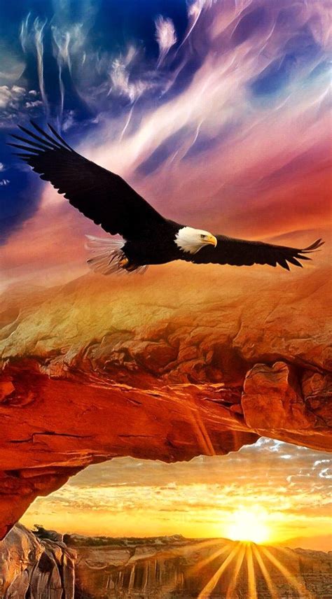 Eagle Images, Eagle Pictures, Jesus Pictures, Sunset Pictures, Eagle ...