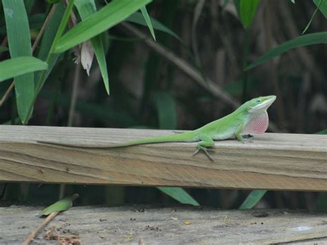 The Online Zoo - Green Anole